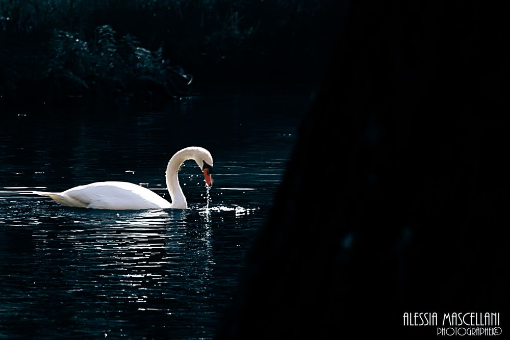 IL RE DEL PARCO