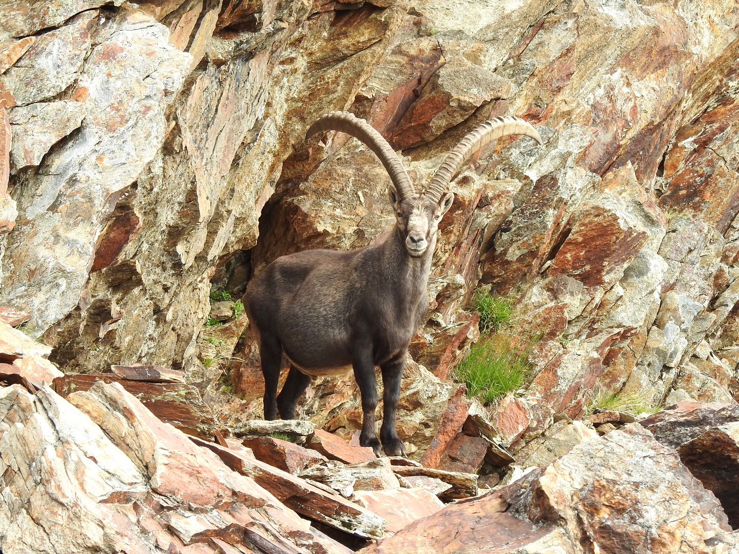 Il re della montagna