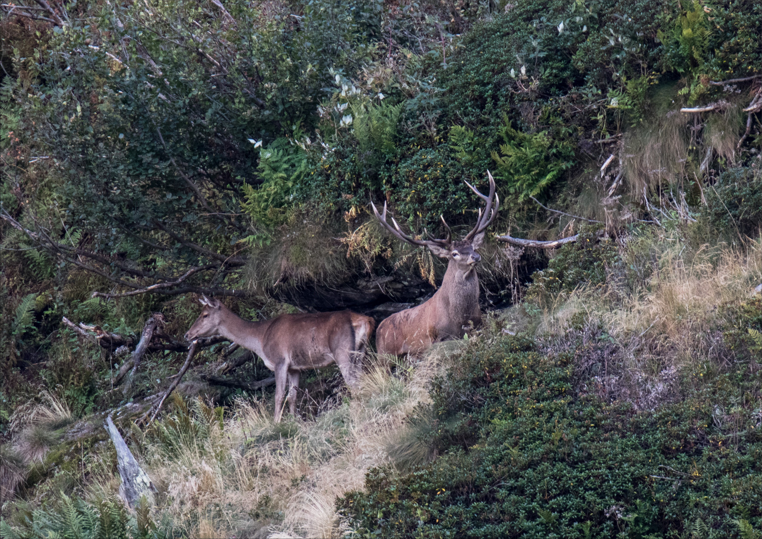 Il re e la regina del parco