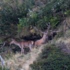 Il re e la regina del parco