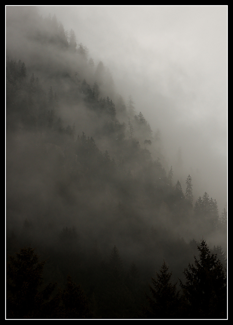 Il respiro del bosco