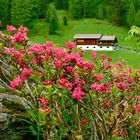 Il respiro della rosa alpina