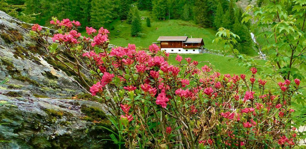 Il respiro della rosa alpina