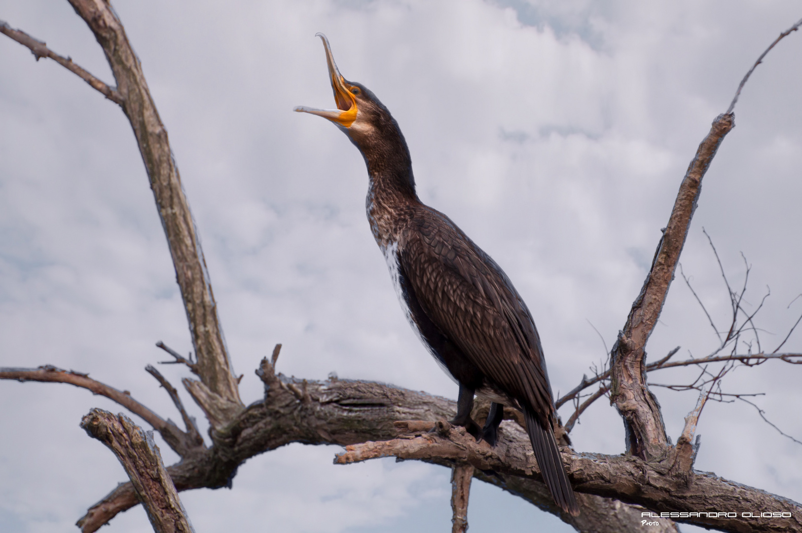 Il richiamo del Cormorano