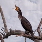 Il richiamo del Cormorano