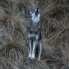 Il richiamo della foresta