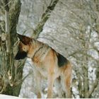 il richiamo della foresta