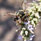 Il richiamo della lavanda