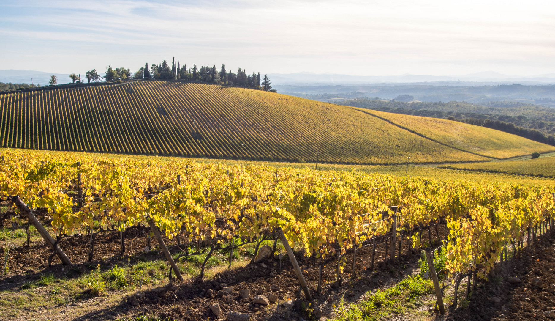 il rigore ... delle linee nel vigneto del Chianti