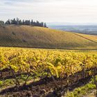 il rigore ... delle linee nel vigneto del Chianti