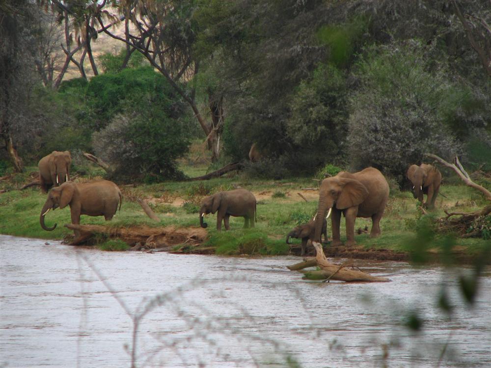 Il rinfresco degli elefanti (Samburu NP - Kenya)