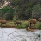 Il rinfresco degli elefanti (Samburu NP - Kenya)