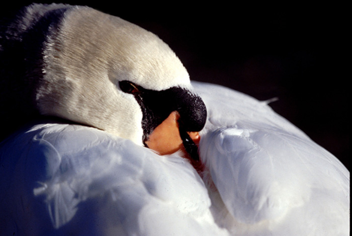 Il riposo del cigno