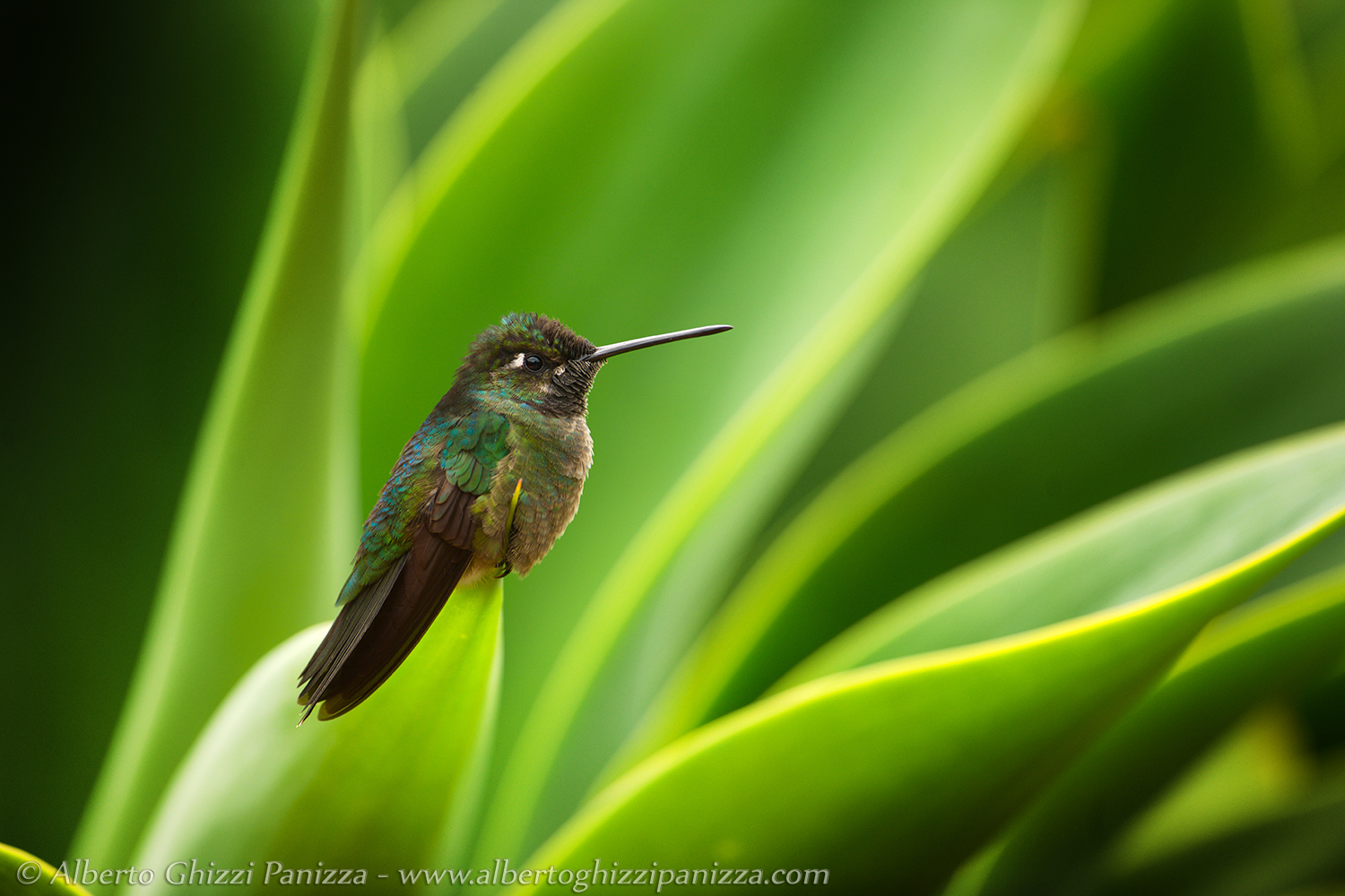 Il riposo del colibrì