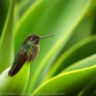 Il riposo del colibrì