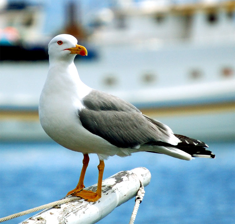 Il riposo del Gabbiano Livingston