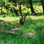 il riposo "del grande vecchio"