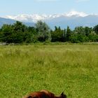 Il riposo del puledro al Parco La Mandria