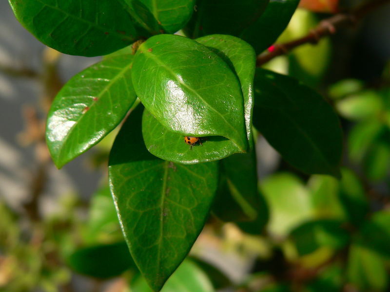 Il riposo della coccinella