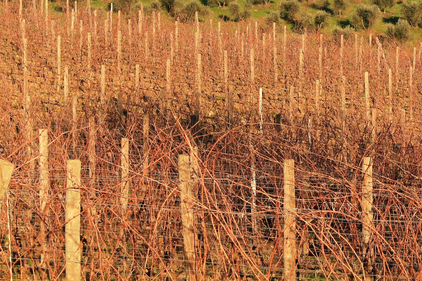 Il riposo della vigna