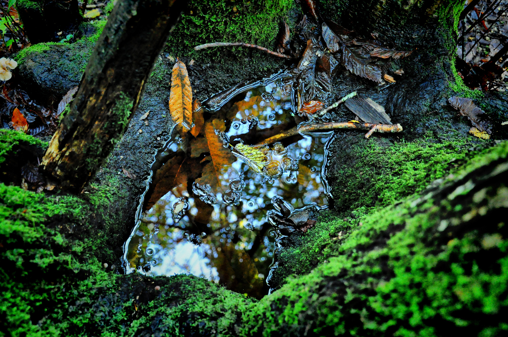 il ristagno dell'albero