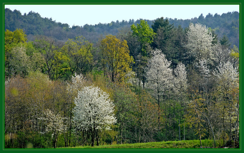 Il risveglio della natura.