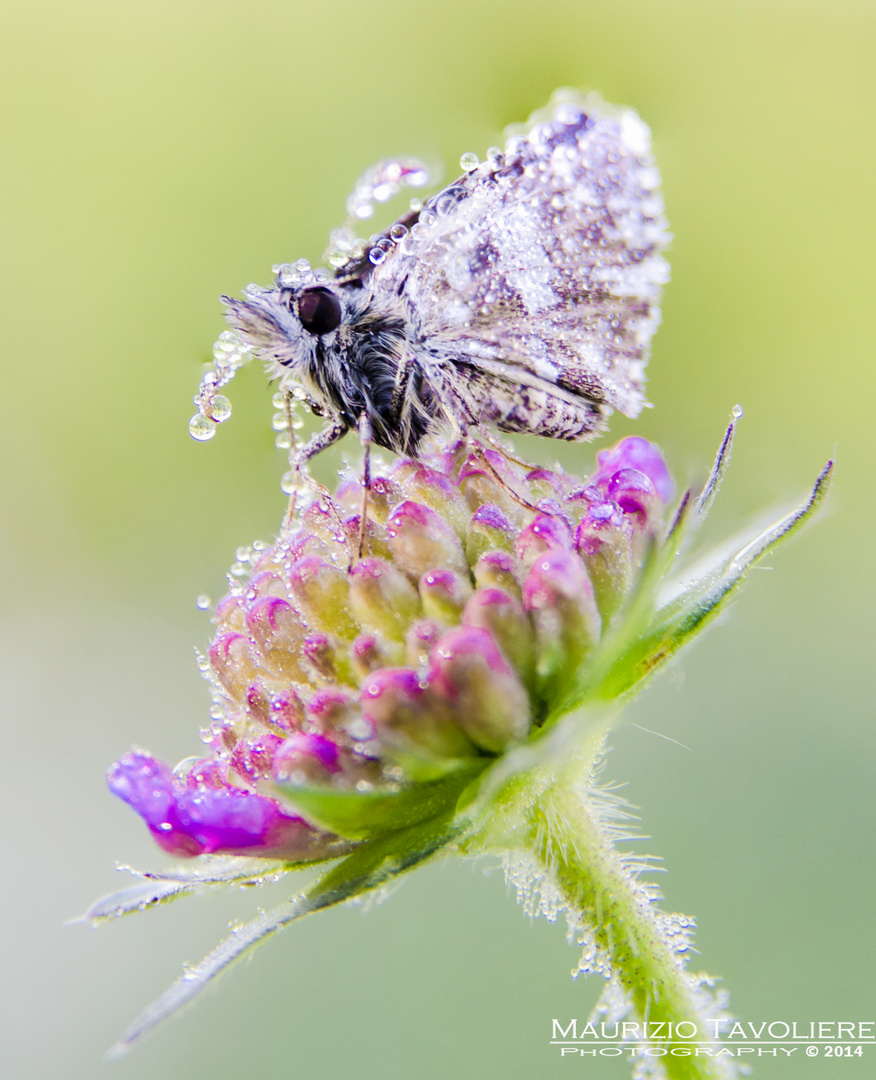 Il risveglio della natura ...