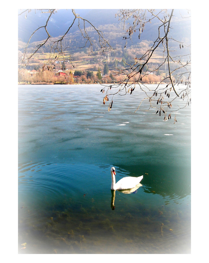 Il ritorno del cigno...