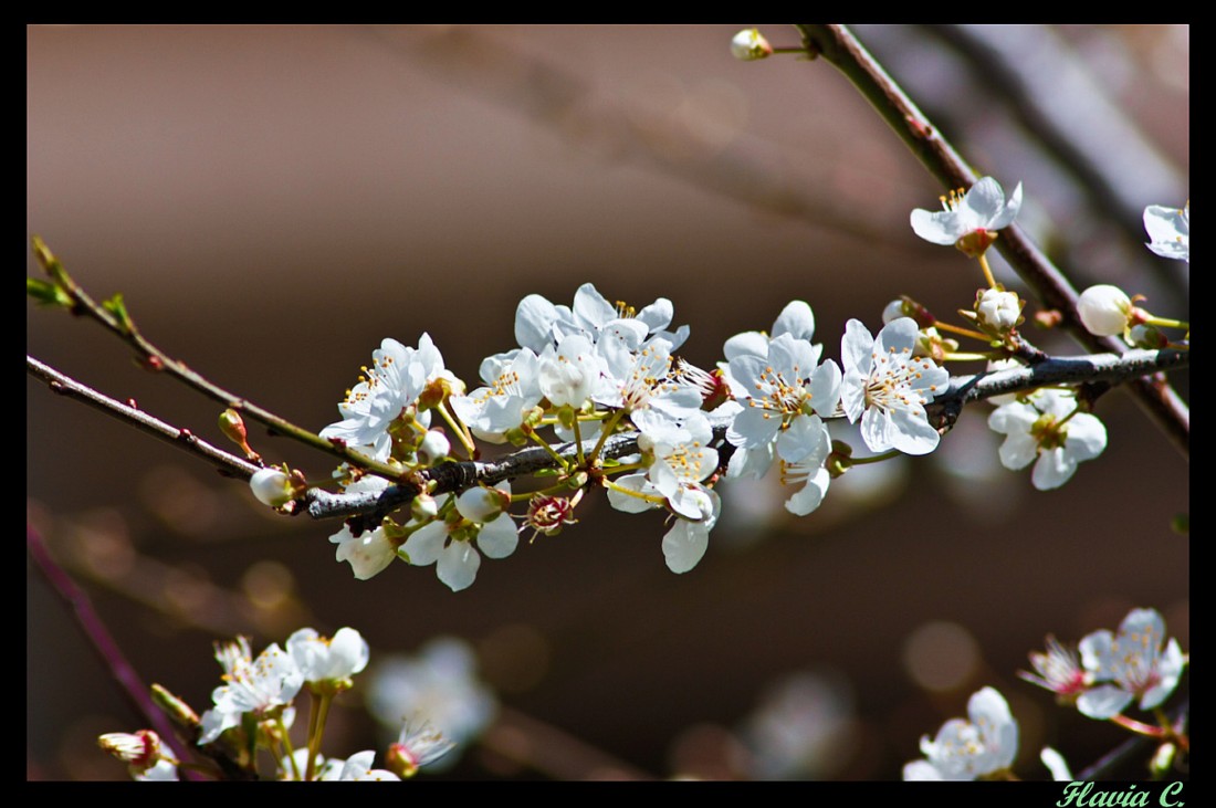 il ritorno della primavera