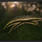 Il ritorno della primavera