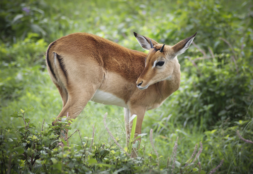 Il ritorno di Bambi