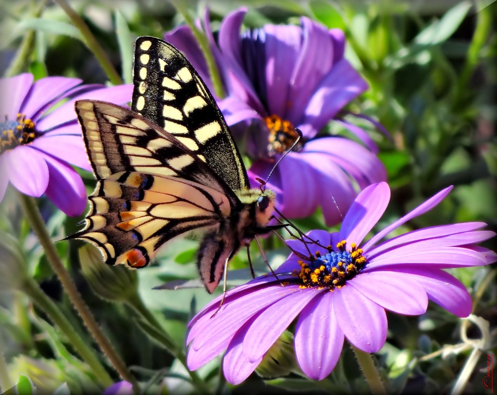 il ritorno di machaon