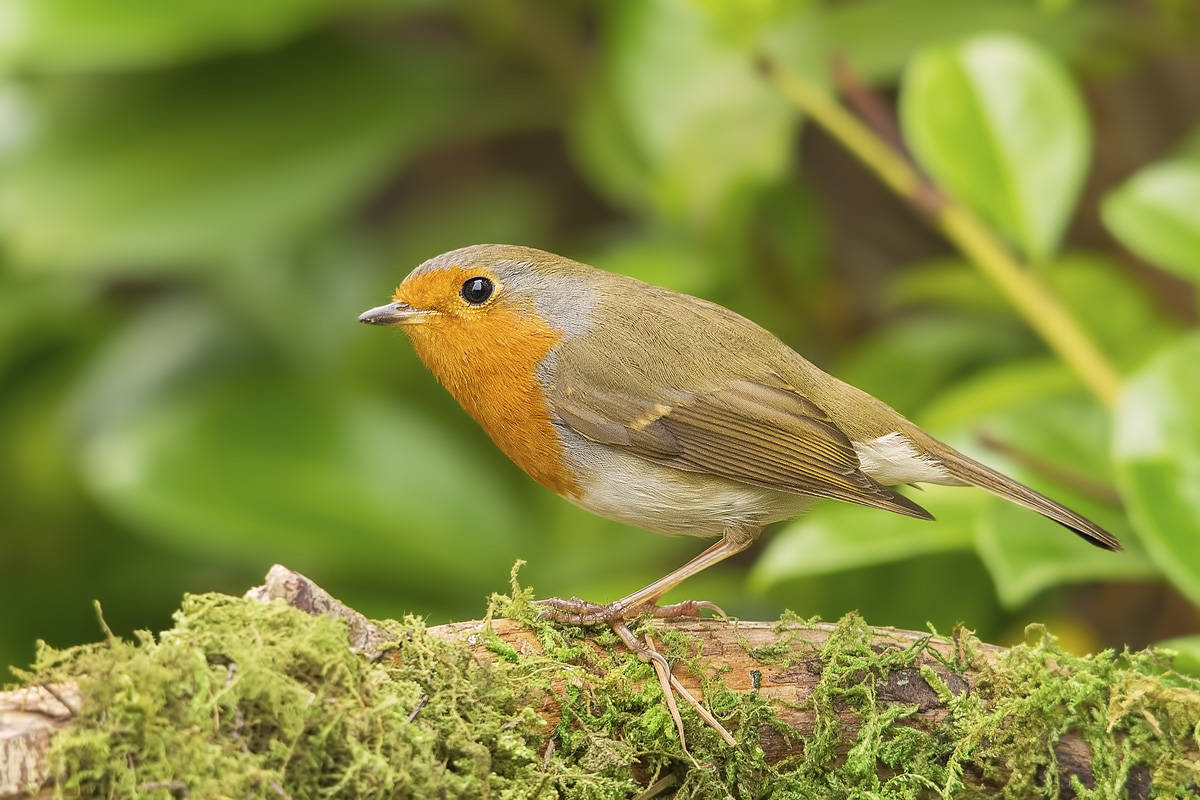 Il ritorno di Robin.