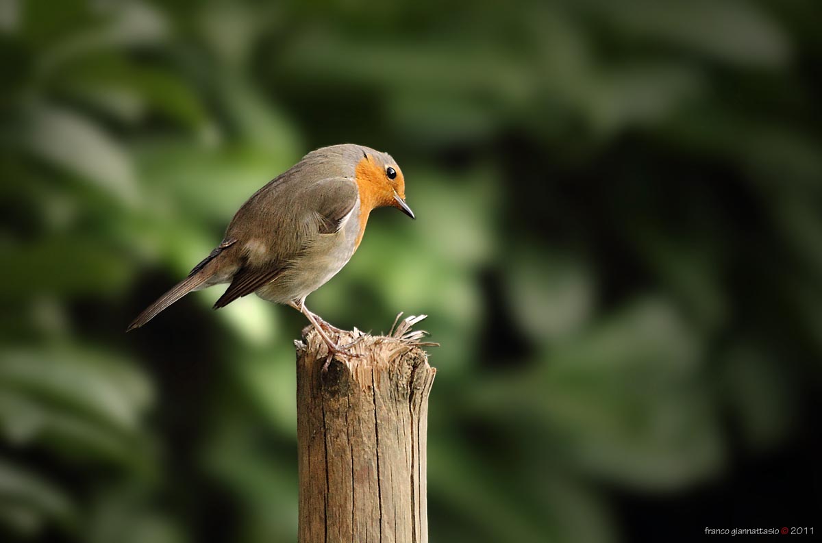 Il ritorno di Robin.