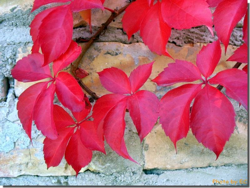 Il rosso dell'autunno