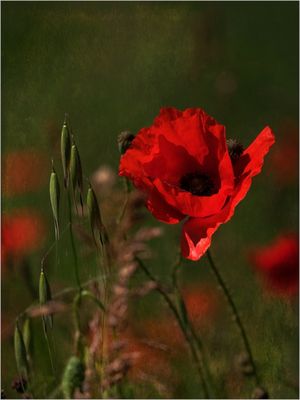 Il rosso di stagione.