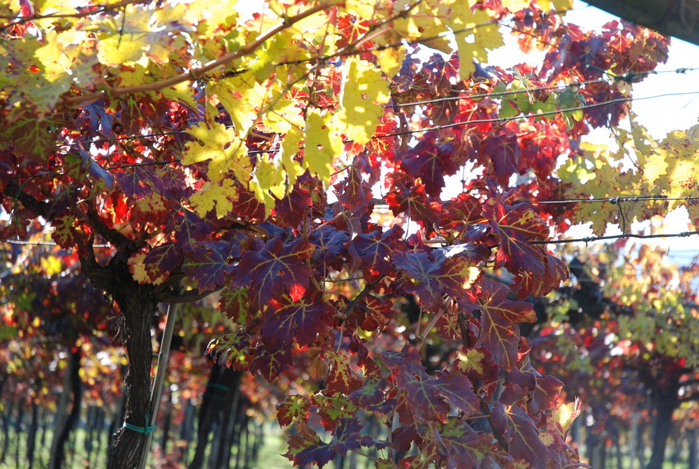 il rosso e giallo dei vigneti