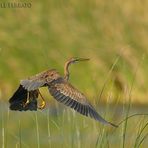 Il " Rosso " in volo..........