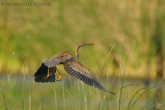 Il " Rosso " in volo..........