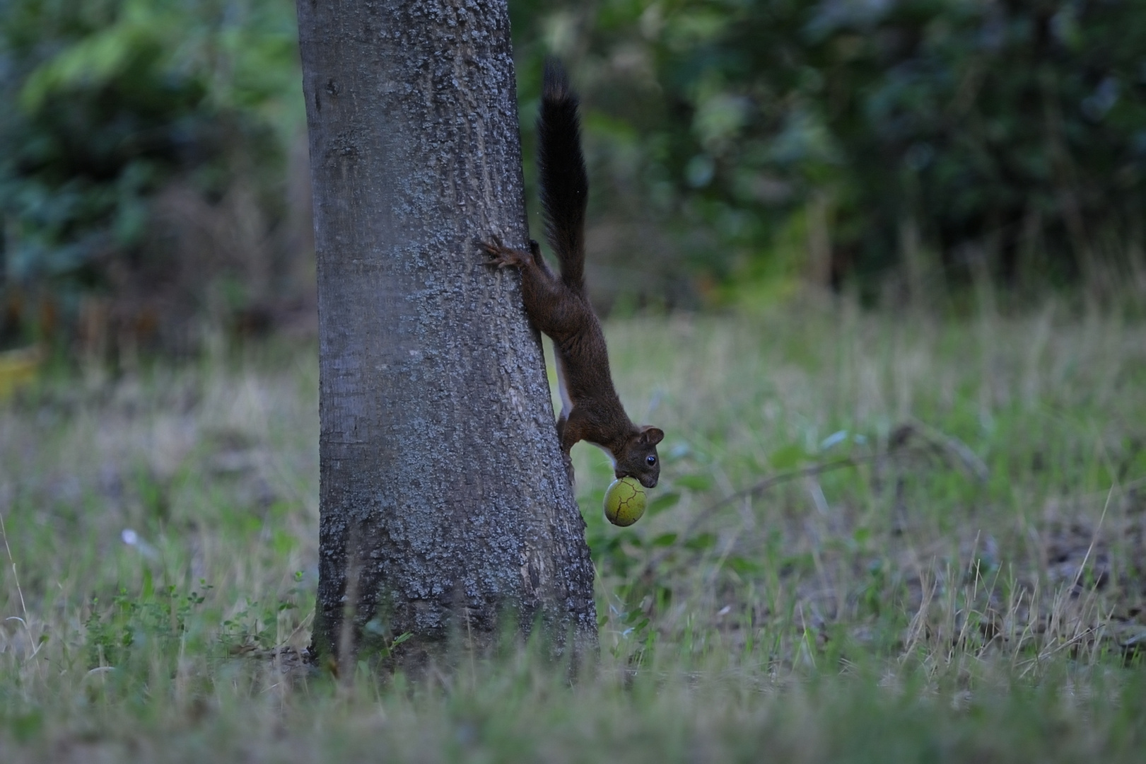 Il "Rubanoci" or Scoiattolo or Squirrel