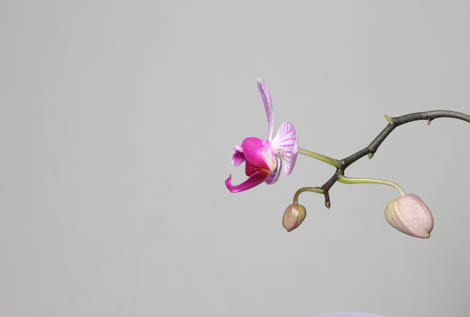 Il ruggito dell'orchidea