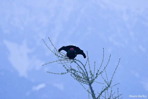 Il rugolìo dell'alba.