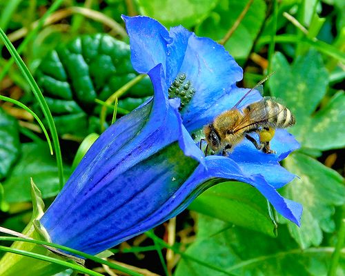 Il ruolo prezioso delle api