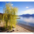 Il salice e il lago, da Maccagno