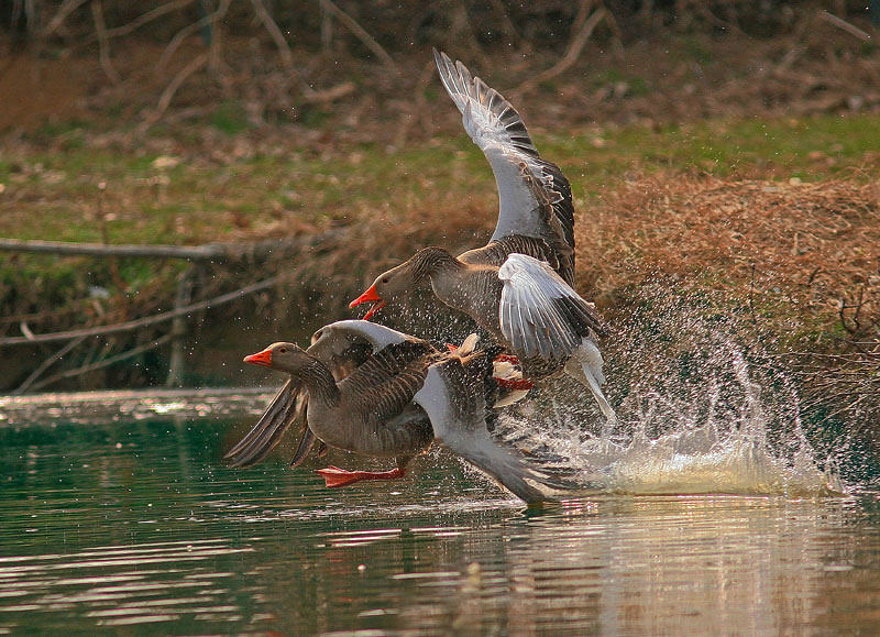 Il salto.