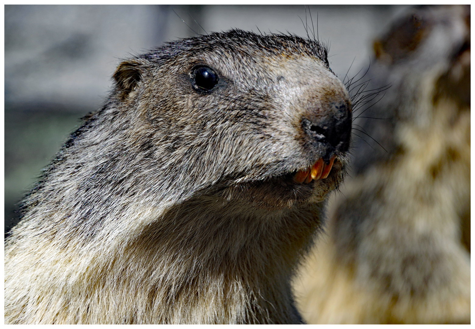 il saluto della marmotta....