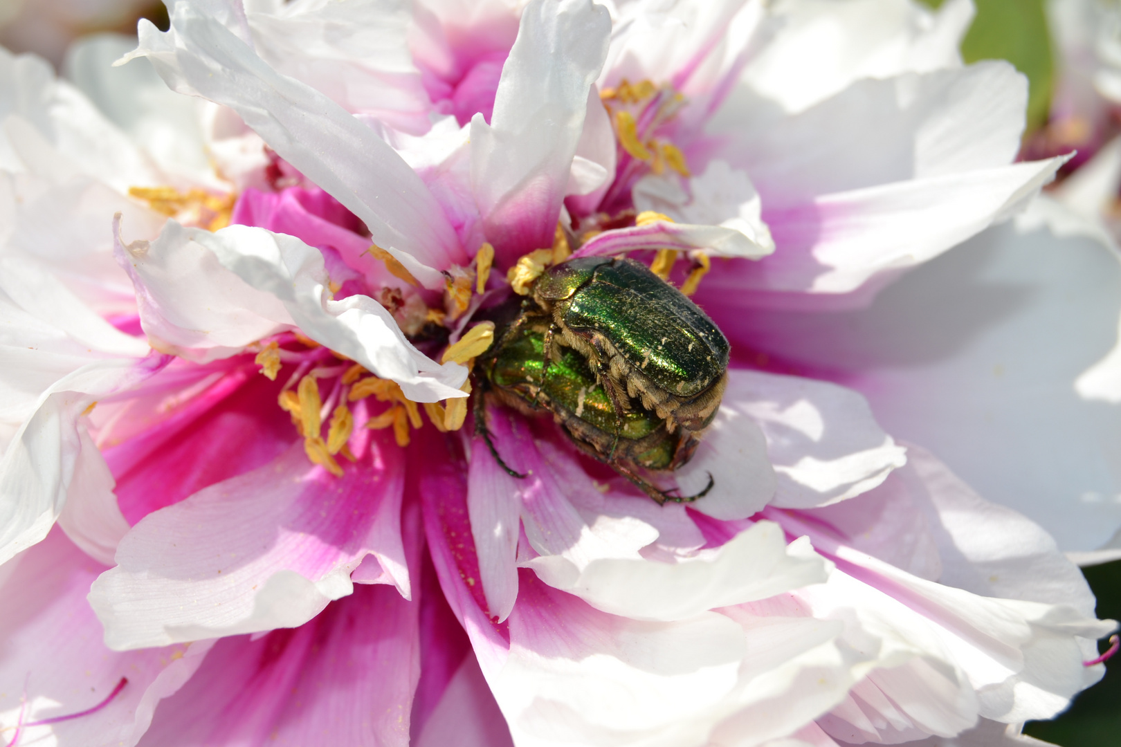 Il se passe des choses dans mon jardin......!!