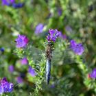 Il segno della libellula