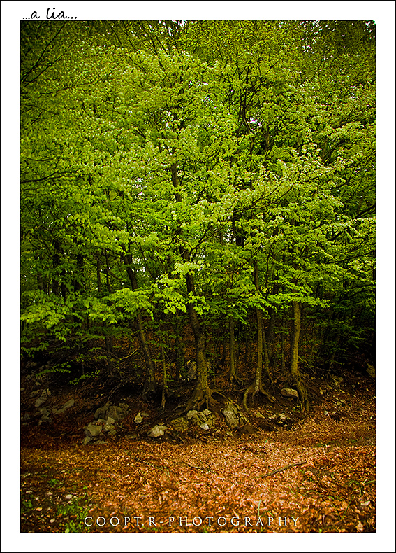 "Il segreto del bosco vecchio"