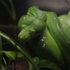 Il sempre verde - serpente